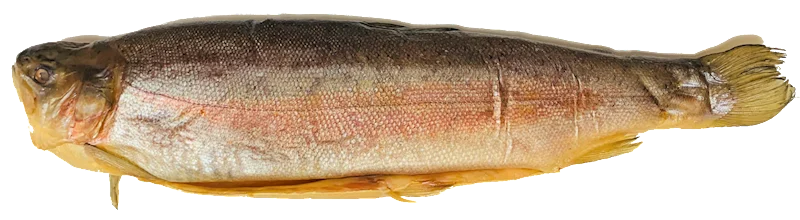 North Fish USA Steelhead Trout Cold Smoked, Whole ~3lbs