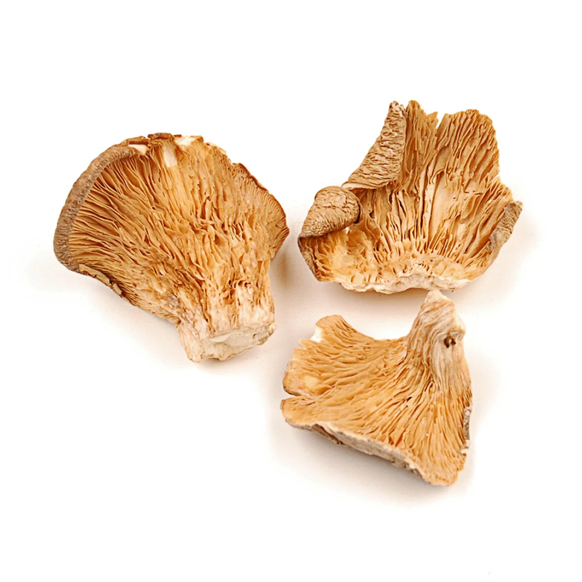 Mushrooms, Oyster, Dried,1 - 15 POUND
