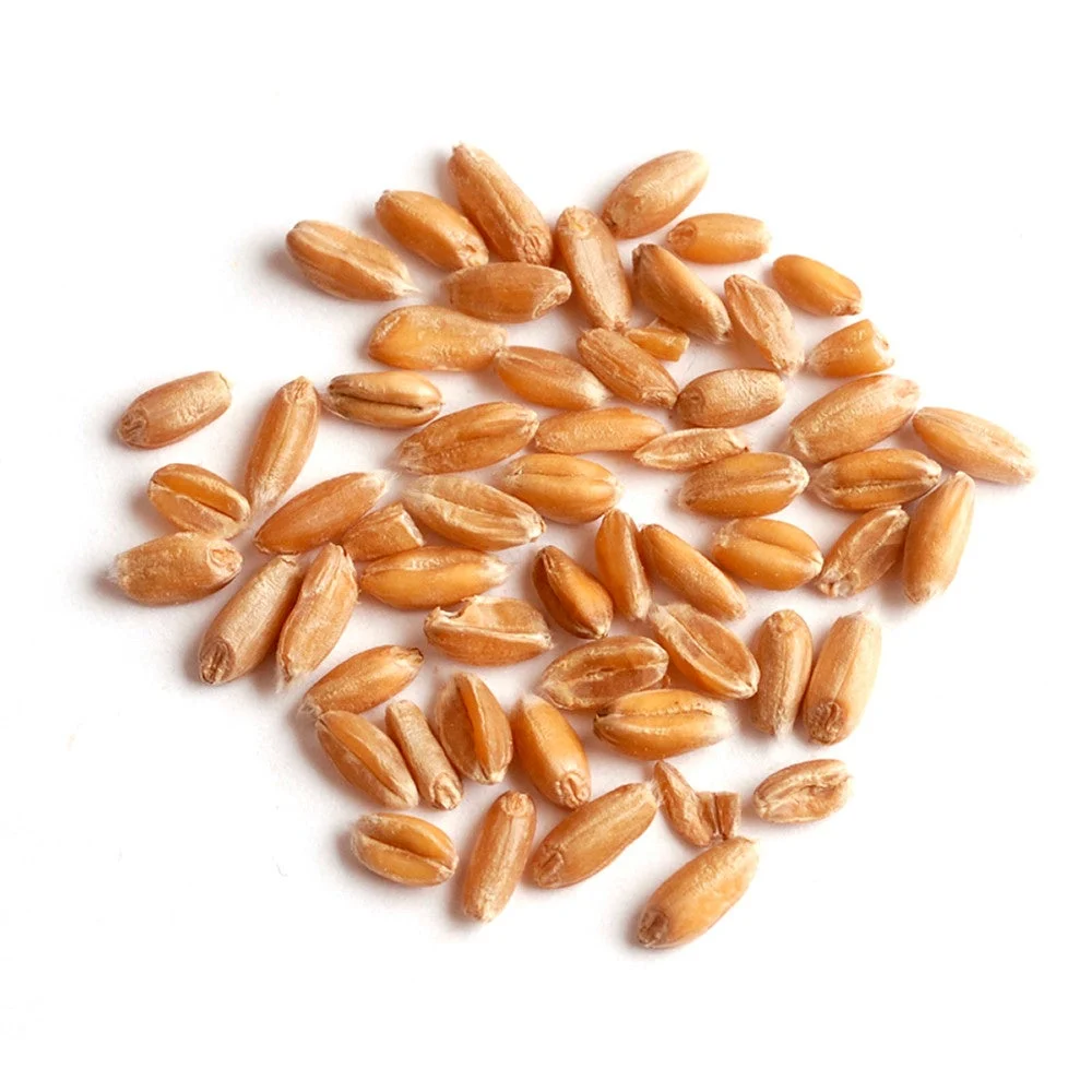 Spelt,1 - 25 POUND