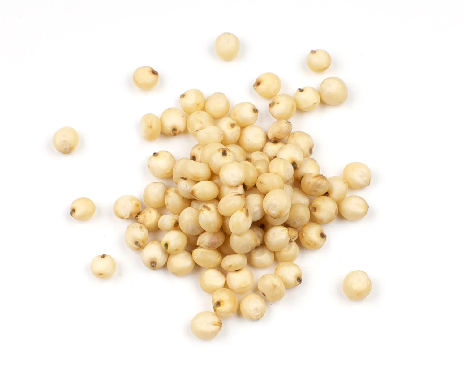 Sorghum, Popping,1 - 10 POUND
