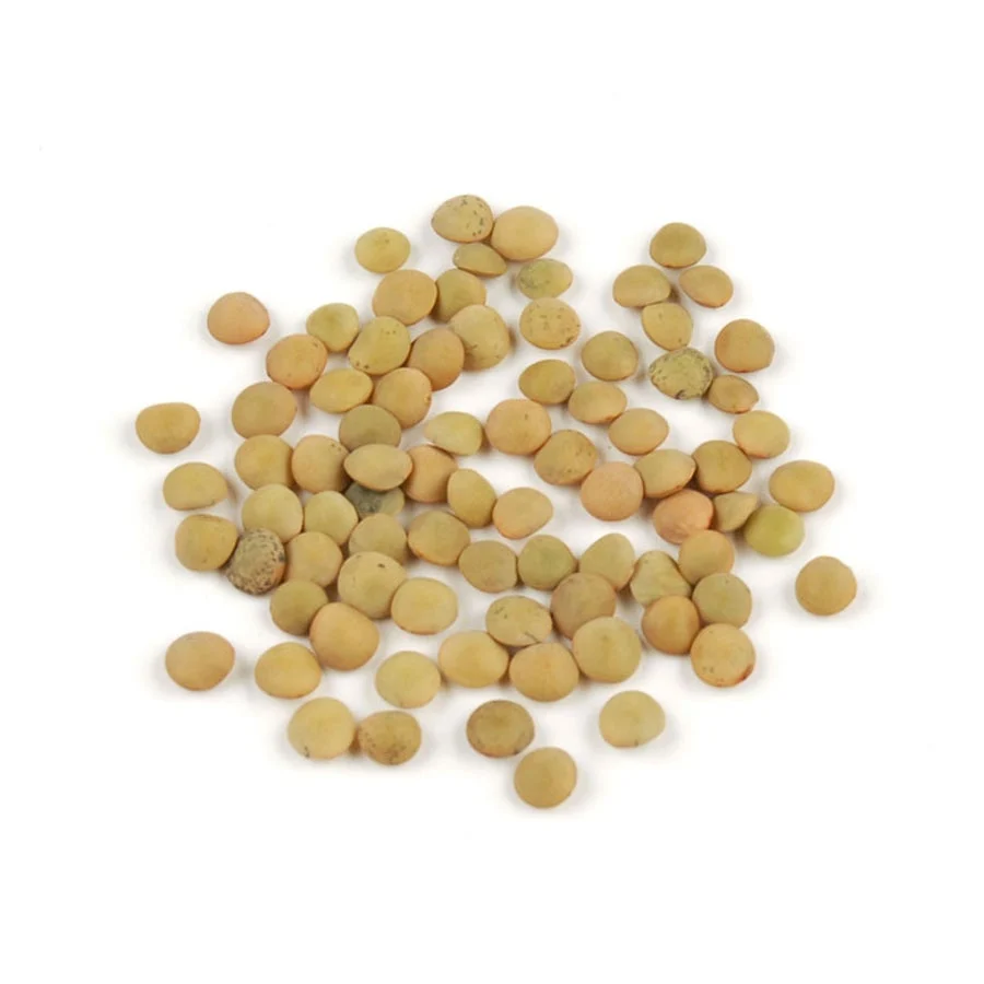 Lentils, Green Eston,1 - 10 POUND