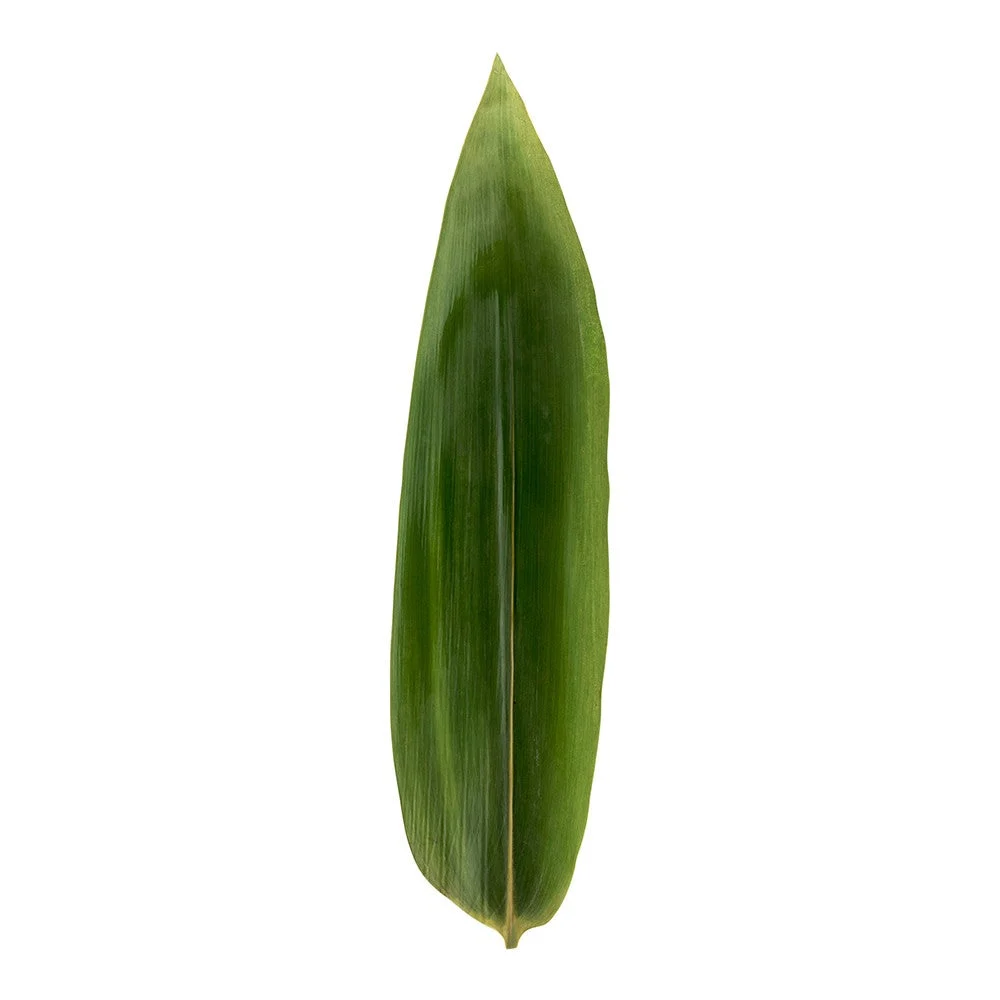 Leaves, Bamboo, 11.8 Inch, Fresh, Vacuum Packed, 11.8 Linear Inch,1 - 1000 COUNT