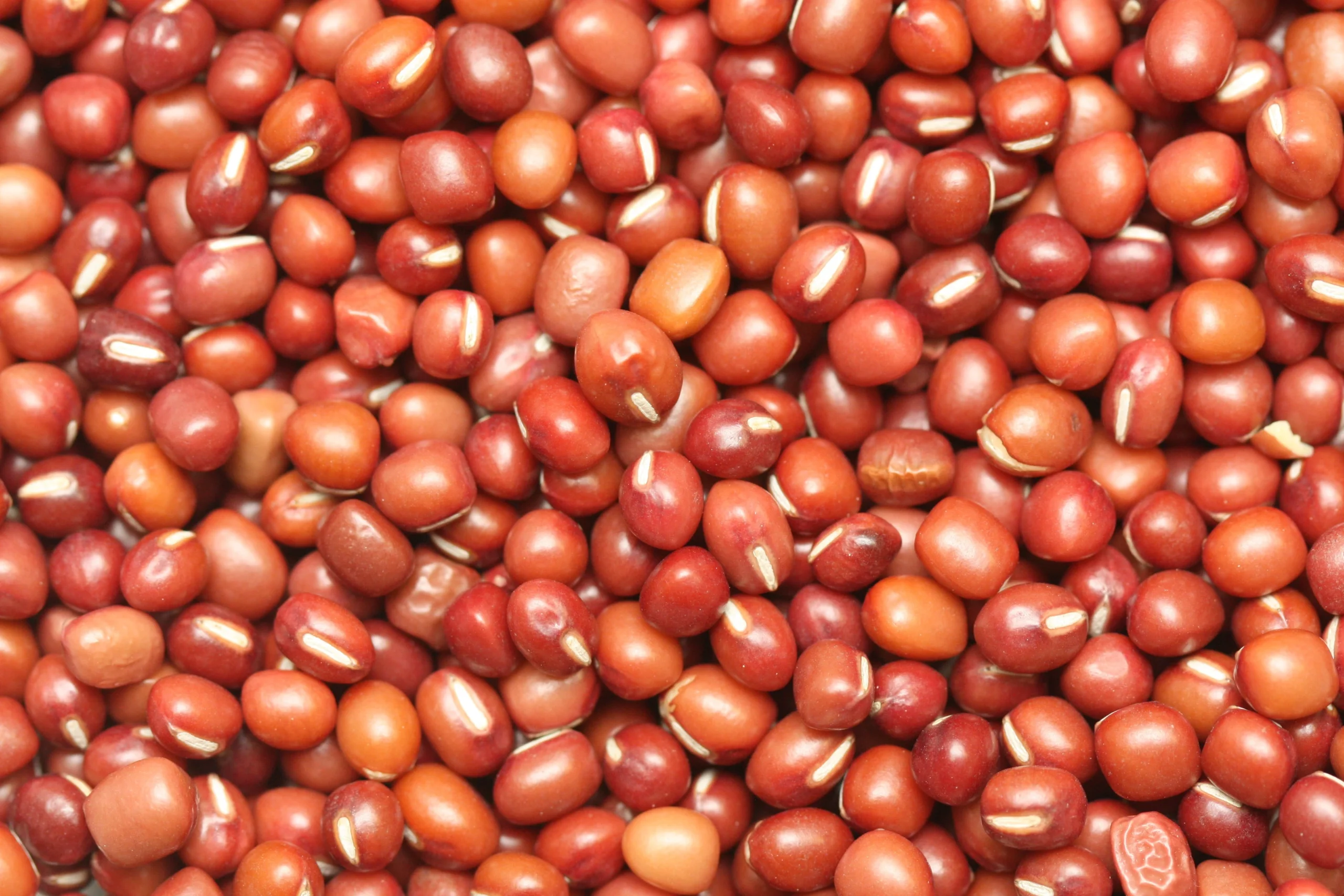 Beans, Adzuki, Dry,6 - 2.2 POUND