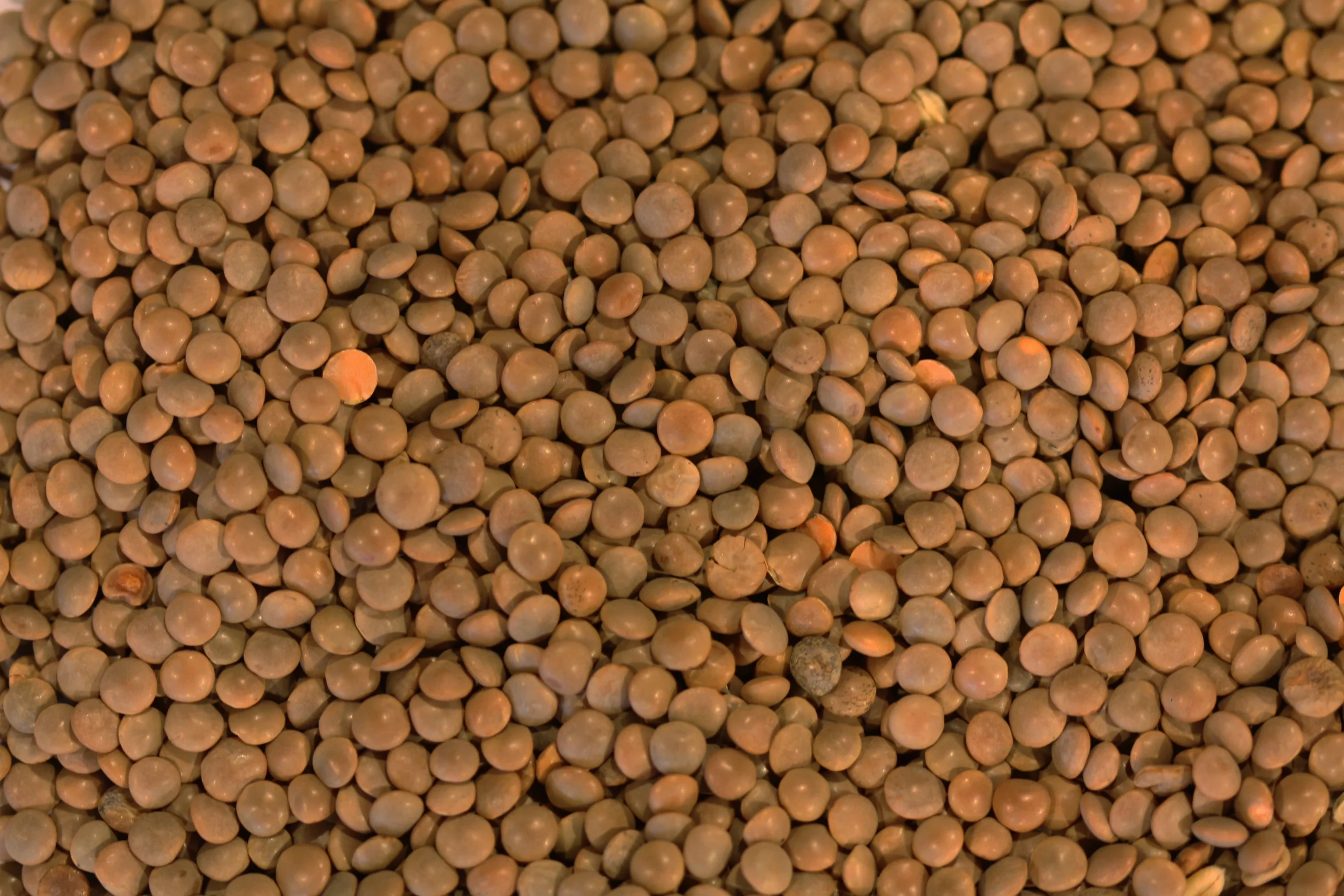 Lentils, Brown, Dry,6 - 2.2 POUND
