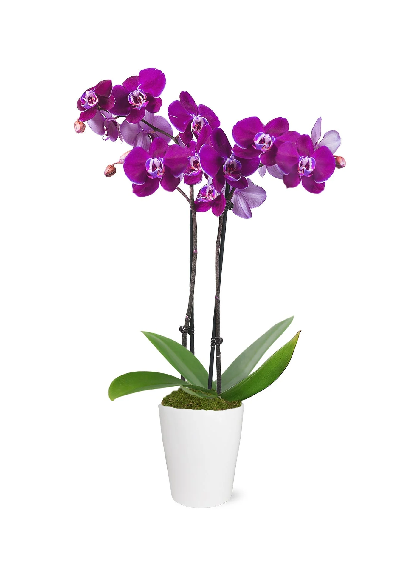 Flowers, 3 Inch, Orchids, Purple, in Ceramic Pot, Fresh,1 - 1 EACH