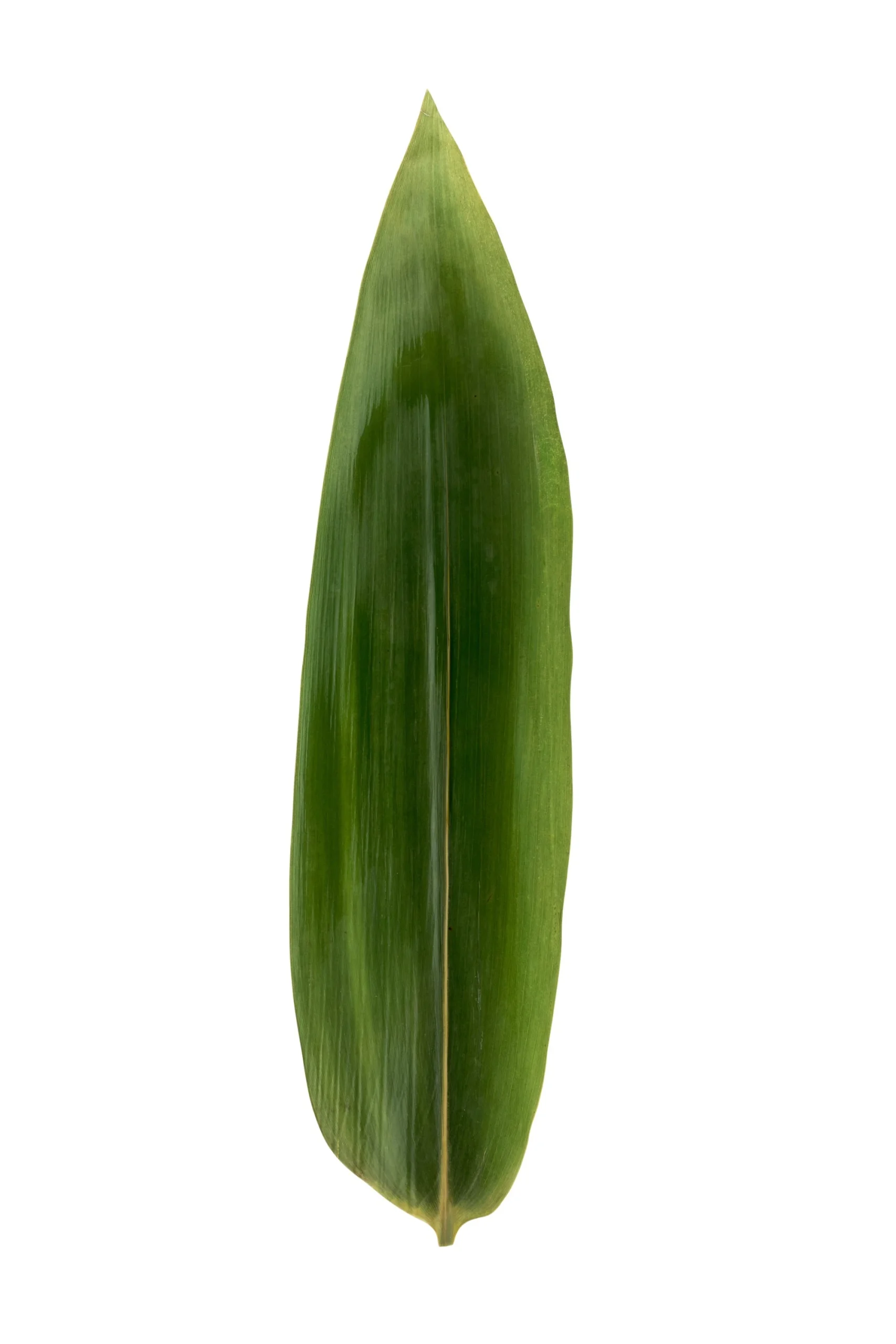 Leaves, Bamboo, 11.75 x 3.5 Inch, Vacuum Packed, Fresh,1 - 1 EACH