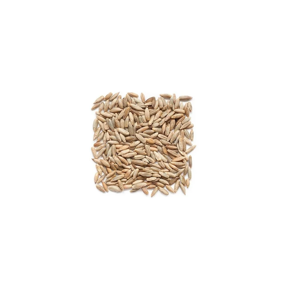 Rye Berry, Bulk,1 - 25 POUND