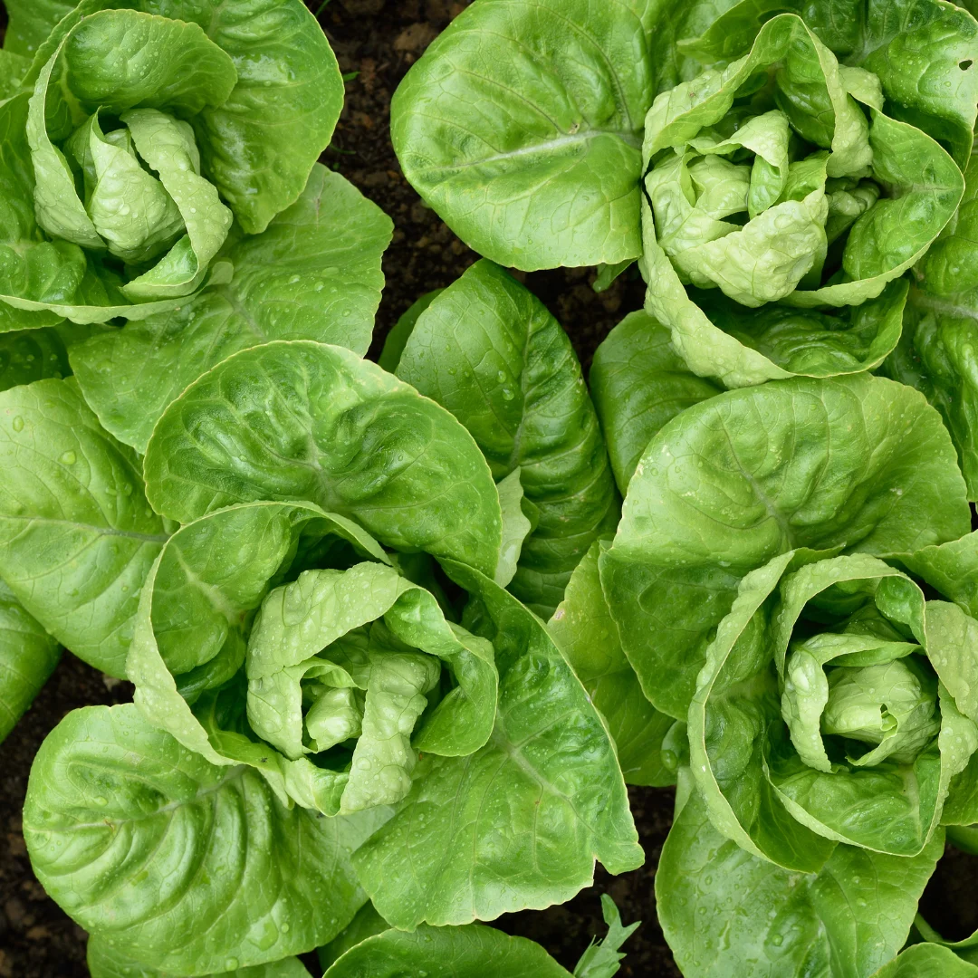 Spring Time Farm Organic Little Gem Lettuce